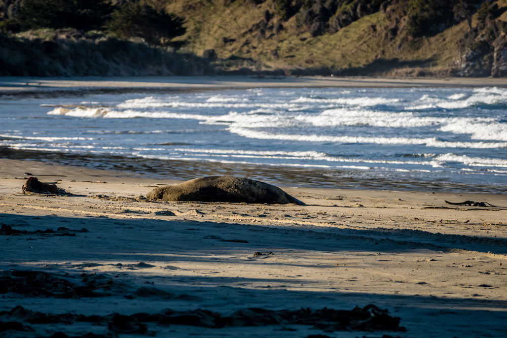 New Zealand
